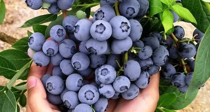 Inilah yang terjadi pada tekanan darah makan Blueberry setiap hari