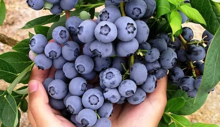 Inilah yang terjadi pada tekanan darah makan Blueberry setiap hari